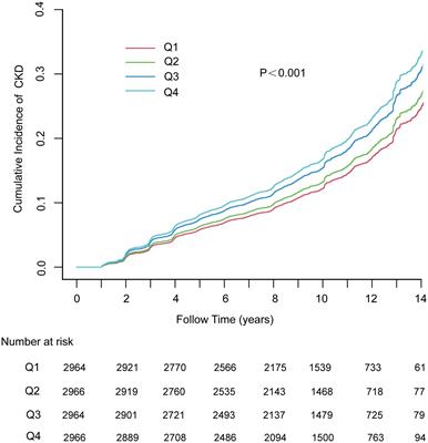Correlation between the triglyceride-glucose index and chronic kidney disease among adults with metabolic-associated fatty liver disease: fourteen-year follow-up